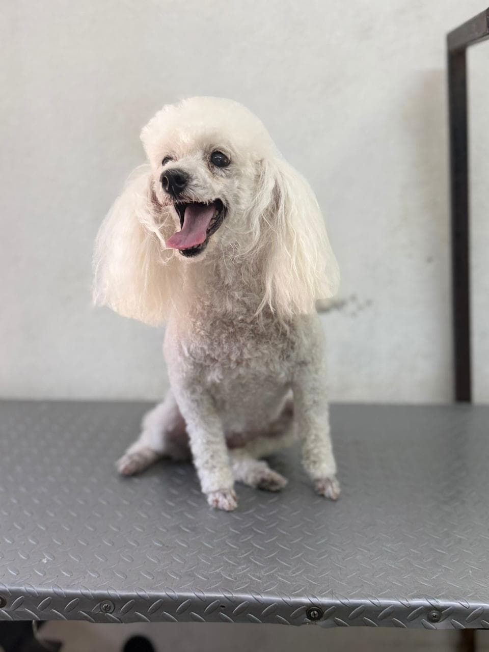 Poodle feliz