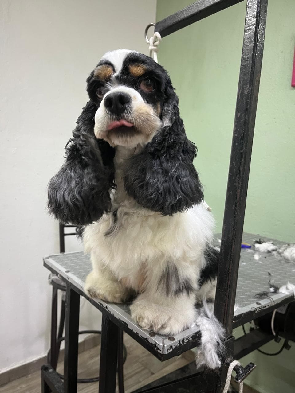 Cocker Spaniel